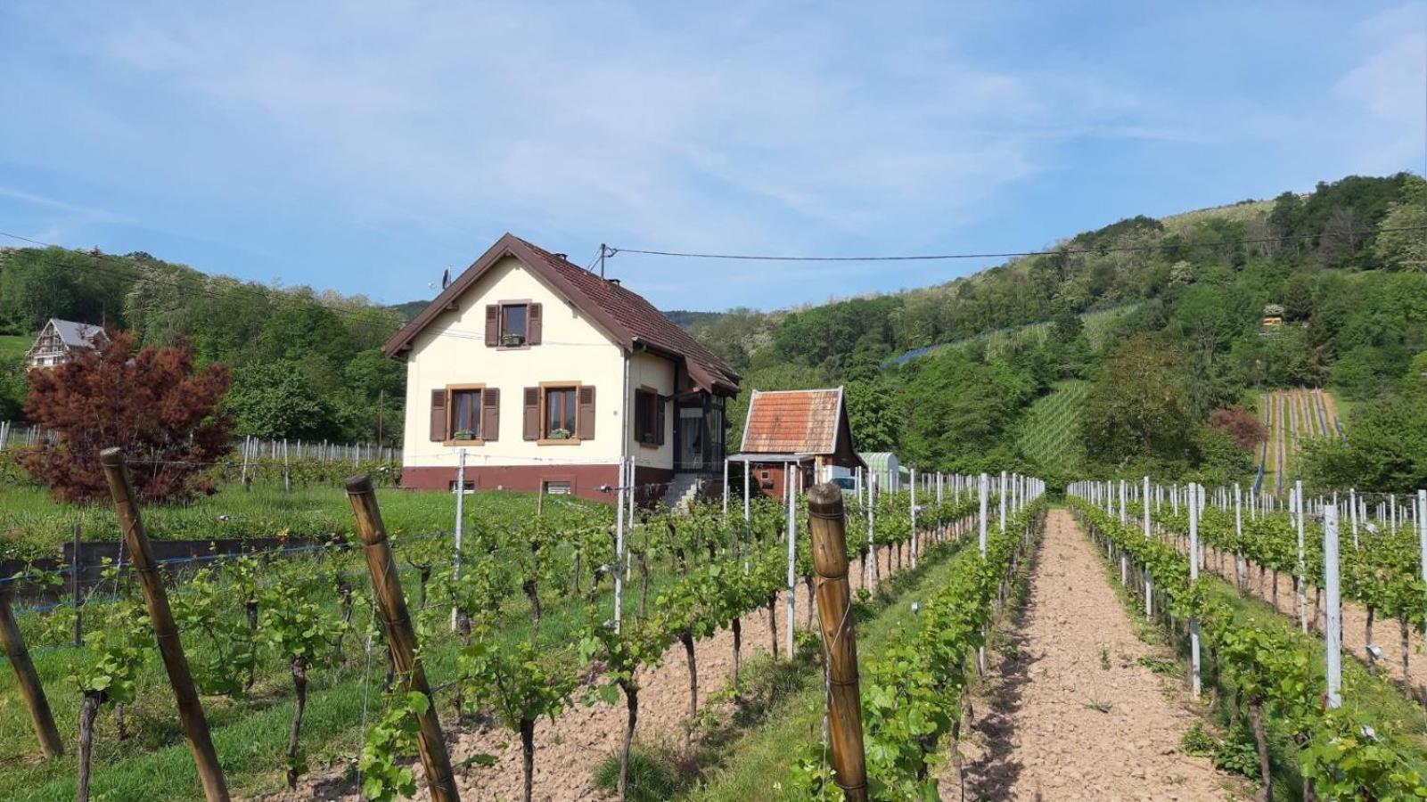ريبوفيل Dandelion Bed & Breakfast المظهر الخارجي الصورة